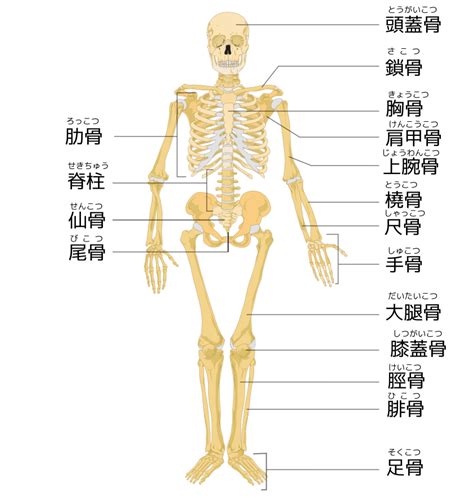 人中部 部位|いまさら聞けない？！人の体の構造（人体解剖学超入門） – 医療。